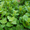 Продам деленки Мяты и много других растений (опт от 1000 грн) - <ro>Изображение</ro><ru>Изображение</ru> #6, <ru>Объявление</ru> #1564262