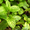 Продам деленки Мяты и много других растений (опт от 1000 грн) - <ro>Изображение</ro><ru>Изображение</ru> #7, <ru>Объявление</ru> #1564262