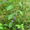 Продам деленки Мяты и много других растений (опт от 1000 грн) - <ro>Изображение</ro><ru>Изображение</ru> #8, <ru>Объявление</ru> #1564262