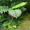Продам Папоротник (Древовидный) и много других растений (опт от 1000 грн) - <ro>Изображение</ro><ru>Изображение</ru> #2, <ru>Объявление</ru> #1564297