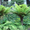 Продам Папоротник (Древовидный) и много других растений (опт от 1000 грн) - <ro>Изображение</ro><ru>Изображение</ru> #4, <ru>Объявление</ru> #1564297