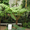 Продам Папоротник (Древовидный) и много других растений (опт от 1000 грн) - <ro>Изображение</ro><ru>Изображение</ru> #8, <ru>Объявление</ru> #1564297