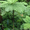 Продам Папоротник (Древовидный) и много других растений (опт от 1000 грн) - <ro>Изображение</ro><ru>Изображение</ru> #9, <ru>Объявление</ru> #1564297