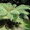 Продам Папоротник (Древовидный) и много других растений (опт от 1000 грн) - <ro>Изображение</ro><ru>Изображение</ru> #10, <ru>Объявление</ru> #1564297