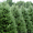 Продам Пихту (хвойное) и много других растений (опт от 1000 грн) - <ro>Изображение</ro><ru>Изображение</ru> #1, <ru>Объявление</ru> #1564319