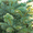 Продам Пихту (хвойное) и много других растений (опт от 1000 грн) - <ro>Изображение</ro><ru>Изображение</ru> #2, <ru>Объявление</ru> #1564319