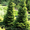 Продам Пихту (хвойное) и много других растений (опт от 1000 грн) - <ro>Изображение</ro><ru>Изображение</ru> #6, <ru>Объявление</ru> #1564319