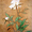 Продам саженцы Пиона и много других растений (опт от 1000 грн).  - <ro>Изображение</ro><ru>Изображение</ru> #1, <ru>Объявление</ru> #1564310