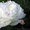 Продам саженцы Пиона и много других растений (опт от 1000 грн).  - <ro>Изображение</ro><ru>Изображение</ru> #5, <ru>Объявление</ru> #1564310