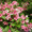 Продам саженцы Вейгелы и много других растений (опт от 1000 грн) - <ro>Изображение</ro><ru>Изображение</ru> #7, <ru>Объявление</ru> #1562577