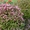 Продам саженцы Вейгелы и много других растений (опт от 1000 грн) - <ro>Изображение</ro><ru>Изображение</ru> #6, <ru>Объявление</ru> #1562577