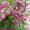 Продам саженцы Вейгелы и много других растений (опт от 1000 грн) - <ro>Изображение</ro><ru>Изображение</ru> #4, <ru>Объявление</ru> #1562577
