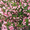 Продам саженцы Вейгелы и много других растений (опт от 1000 грн) - <ro>Изображение</ro><ru>Изображение</ru> #3, <ru>Объявление</ru> #1562577