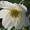 Продам саженцы Ветреницы и много других растений (опт от 1000 грн) - <ro>Изображение</ro><ru>Изображение</ru> #8, <ru>Объявление</ru> #1562572
