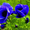 Продам саженцы Ветреницы и много других растений (опт от 1000 грн) - <ro>Изображение</ro><ru>Изображение</ru> #7, <ru>Объявление</ru> #1562572