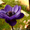 Продам саженцы Ветреницы и много других растений (опт от 1000 грн) - <ro>Изображение</ro><ru>Изображение</ru> #6, <ru>Объявление</ru> #1562572