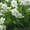 Продам саженцы Ветреницы и много других растений (опт от 1000 грн) - <ro>Изображение</ro><ru>Изображение</ru> #5, <ru>Объявление</ru> #1562572