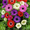 Продам саженцы Ветреницы и много других растений (опт от 1000 грн) - <ro>Изображение</ro><ru>Изображение</ru> #4, <ru>Объявление</ru> #1562572
