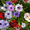 Продам саженцы Ветреницы и много других растений (опт от 1000 грн) - <ro>Изображение</ro><ru>Изображение</ru> #1, <ru>Объявление</ru> #1562572