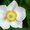 Продам саженцы Ветреницы и много других растений (опт от 1000 грн) - <ro>Изображение</ro><ru>Изображение</ru> #3, <ru>Объявление</ru> #1562572