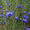 Продам Волошки Садовые и много других растений (опт от 1000 грн) - <ro>Изображение</ro><ru>Изображение</ru> #3, <ru>Объявление</ru> #1562578