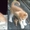 Рыжие котята  от домашней кошки - <ro>Изображение</ro><ru>Изображение</ru> #7, <ru>Объявление</ru> #1577589