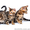 Бенгальский котенок (официальный питомник WCF) #1577612
