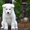 Продам элитных щенков породы Аляскинский маламут белого окраса - <ro>Изображение</ro><ru>Изображение</ru> #1, <ru>Объявление</ru> #1610958
