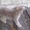 Пепельно-полосатые котята  ждут хозяина - <ro>Изображение</ro><ru>Изображение</ru> #2, <ru>Объявление</ru> #1621569