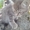 Пепельно-полосатые котята  ждут хозяина - <ro>Изображение</ro><ru>Изображение</ru> #3, <ru>Объявление</ru> #1621569