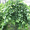 Вяз шершавый плакучий Ulmus glabra для озеленения #1633158