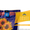 Семена подсолнечника / Сертифіковане насіння соняшника - <ro>Изображение</ro><ru>Изображение</ru> #2, <ru>Объявление</ru> #1588891