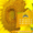 Семена подсолнечника / Насіння соняшника Базальт - <ro>Изображение</ro><ru>Изображение</ru> #4, <ru>Объявление</ru> #1588881