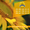 Семена подсолнечника / Насіння соняшника Златсон - <ro>Изображение</ro><ru>Изображение</ru> #5, <ru>Объявление</ru> #1588884