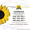 Семена подсолнечника / Сертифіковане насіння соняшника - <ro>Изображение</ro><ru>Изображение</ru> #5, <ru>Объявление</ru> #1588891