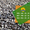 Якісне насіння соняшника від виробника - <ro>Изображение</ro><ru>Изображение</ru> #1, <ru>Объявление</ru> #1588142