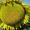 КАРДИНАЛ – насіння соняшнику (економ)  #1644637