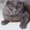 Шотландский кот для вязки - <ro>Изображение</ro><ru>Изображение</ru> #1, <ru>Объявление</ru> #1646920