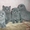 Шотландский кот для вязки - <ro>Изображение</ro><ru>Изображение</ru> #2, <ru>Объявление</ru> #1646920