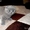 Шотландский кот для вязки - <ro>Изображение</ro><ru>Изображение</ru> #3, <ru>Объявление</ru> #1646920