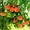 Саженцы плодовых деревьев и роз - <ro>Изображение</ro><ru>Изображение</ru> #4, <ru>Объявление</ru> #1676150