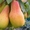 Саженцы плодовых деревьев и роз - <ro>Изображение</ro><ru>Изображение</ru> #2, <ru>Объявление</ru> #1676150