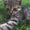 Котята бенгальской расцветки - <ro>Изображение</ro><ru>Изображение</ru> #6, <ru>Объявление</ru> #1685549