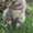 Трехцветные котята пепельного окраса - <ro>Изображение</ro><ru>Изображение</ru> #3, <ru>Объявление</ru> #1685550