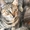 Котята бенгальской расцветки - <ro>Изображение</ro><ru>Изображение</ru> #5, <ru>Объявление</ru> #1685549
