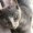 Трехцветные котята пепельного окраса - <ro>Изображение</ro><ru>Изображение</ru> #7, <ru>Объявление</ru> #1685550