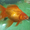 Золотые рыбки. Вуалехвост 18 см. - <ro>Изображение</ro><ru>Изображение</ru> #3, <ru>Объявление</ru> #1687594