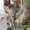 Кошечка черепахового окраса - <ro>Изображение</ro><ru>Изображение</ru> #5, <ru>Объявление</ru> #1715412