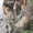 Кошечка черепахового окраса - <ro>Изображение</ro><ru>Изображение</ru> #7, <ru>Объявление</ru> #1715412