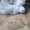 Серебристо шиншиловый кот ждет прямоухих,вислоухих невест на свидания. - <ro>Изображение</ro><ru>Изображение</ru> #4, <ru>Объявление</ru> #1715571